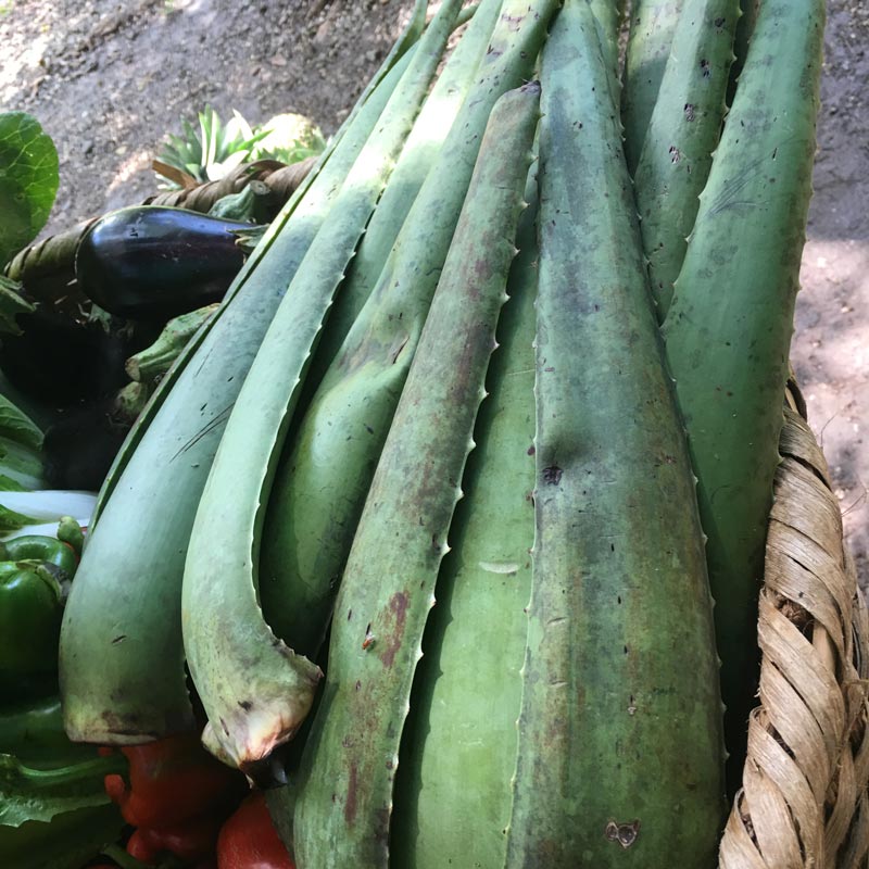 Aloe vera/Sabila (Hoja) | Organic Nosara