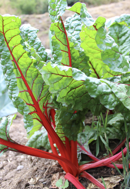 Acelga Roja / Red Chard (Unidades)