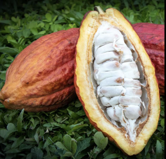 Cacao Fruta (Units)