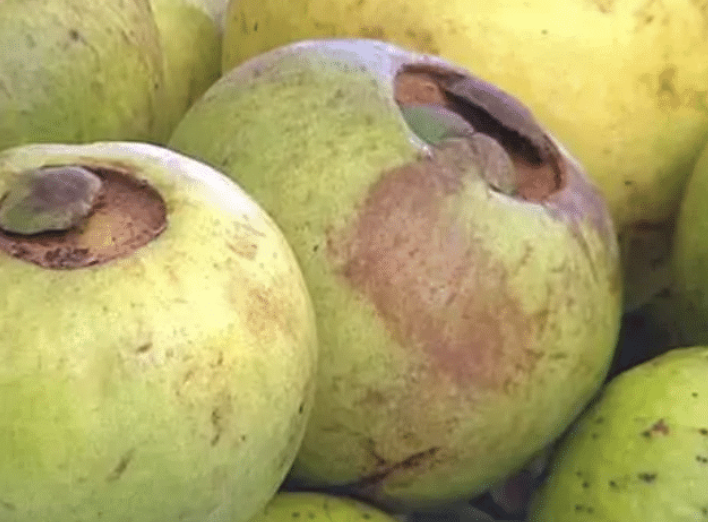 Cas / Guayaba de Monte / Mountain Guava (kg)