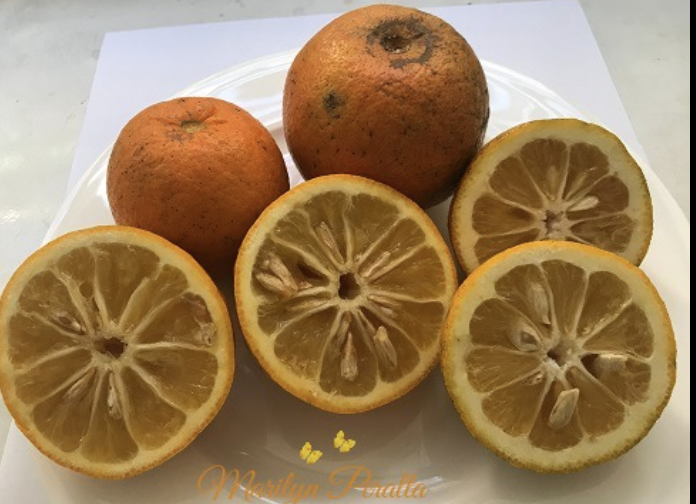 Naranja Agria (Units)