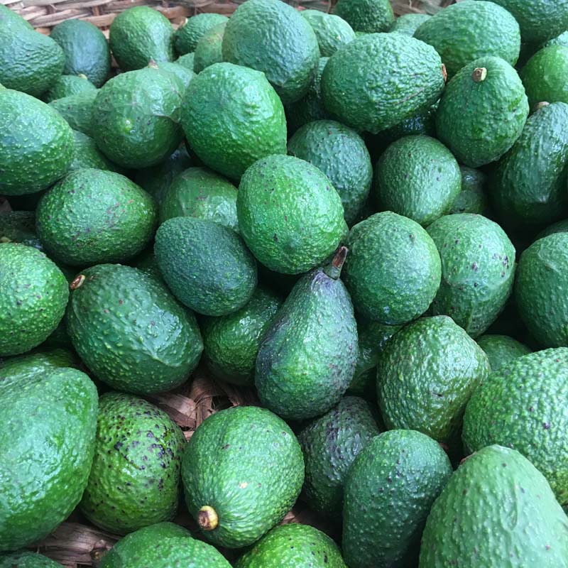 Avocados/Aguacate (kg)