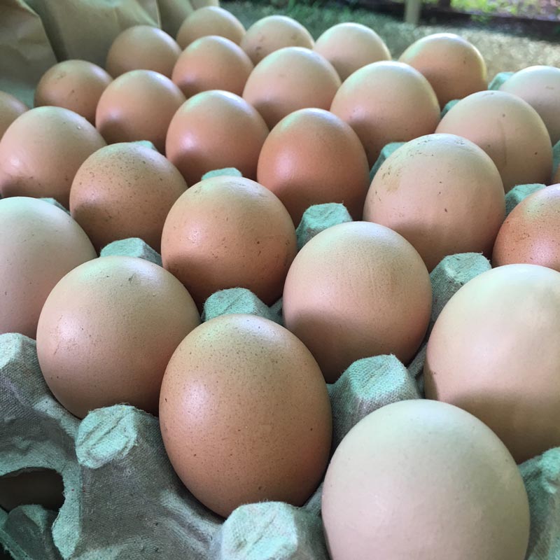 Eggs/Huevos