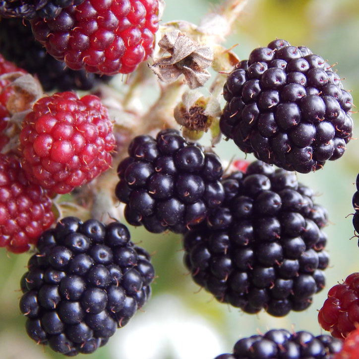 Blackberries/Moras (Unidades)