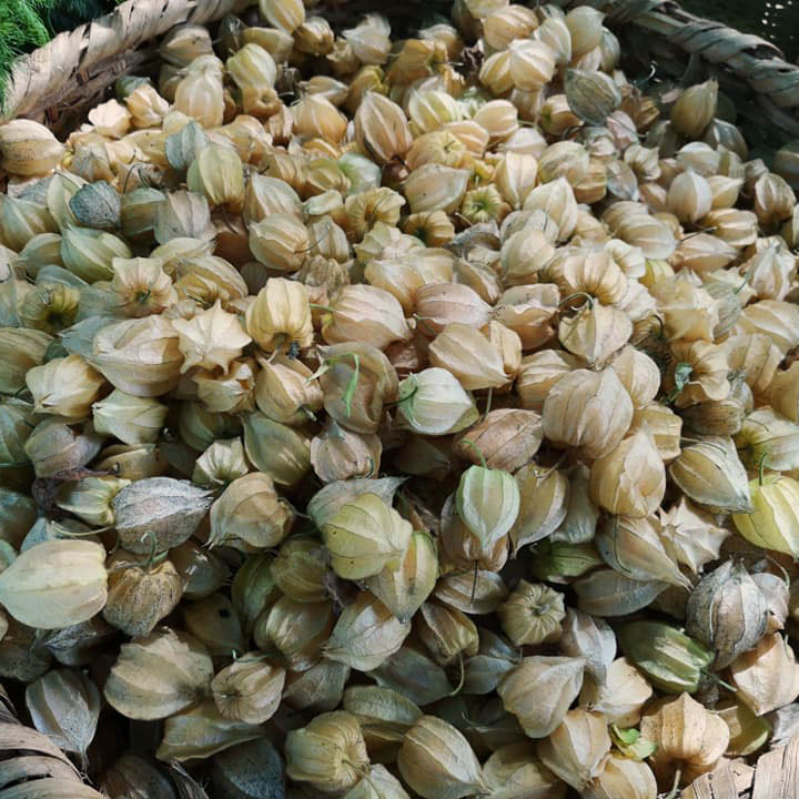 Gooseberries/Uchuas (Unidades)