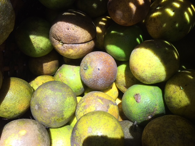 Oranges/Naranjas (Unidades)