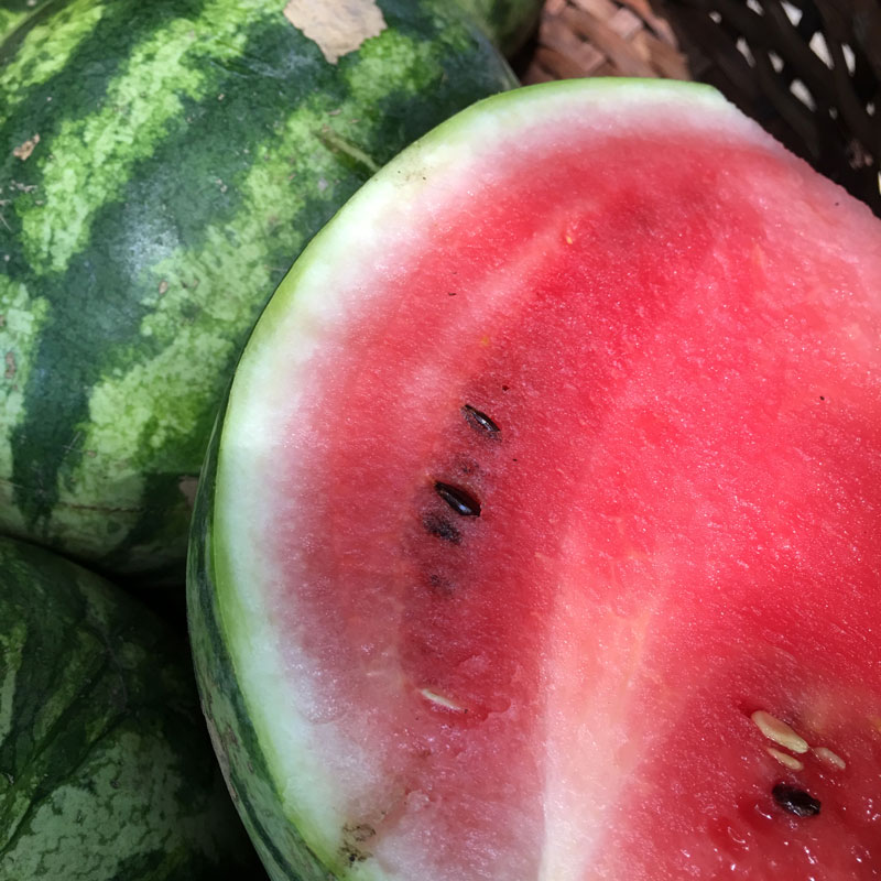 Watermelon/Sandia (Unidades)