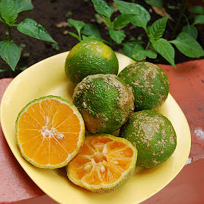 Lemon/Limon Mandarin (Unidades)