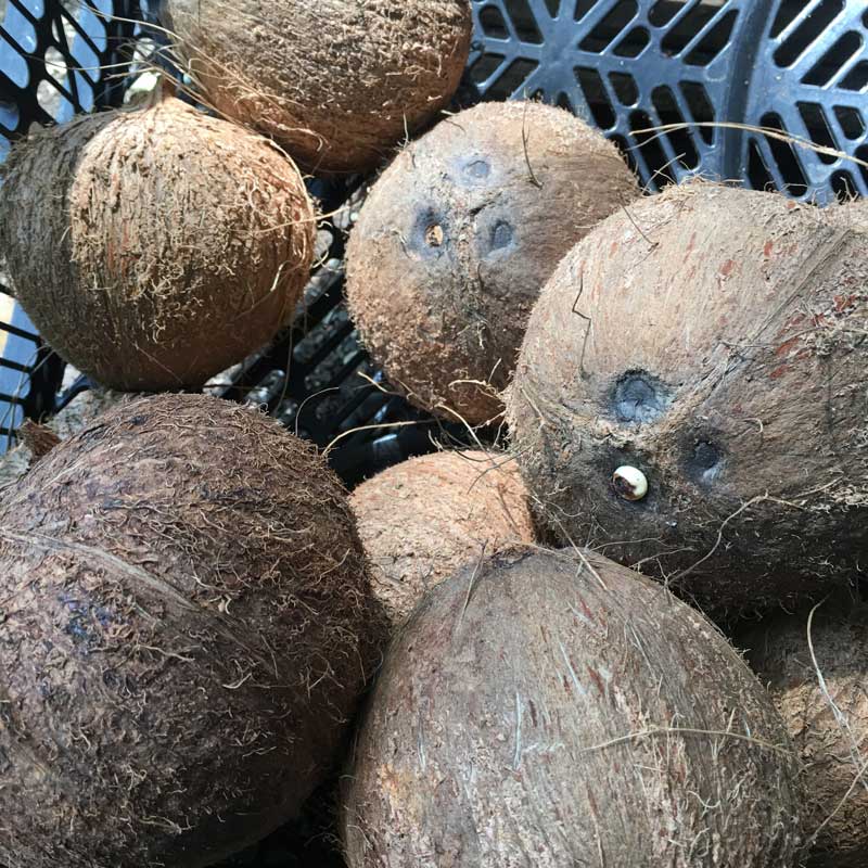 Coconut/Coco (Units)