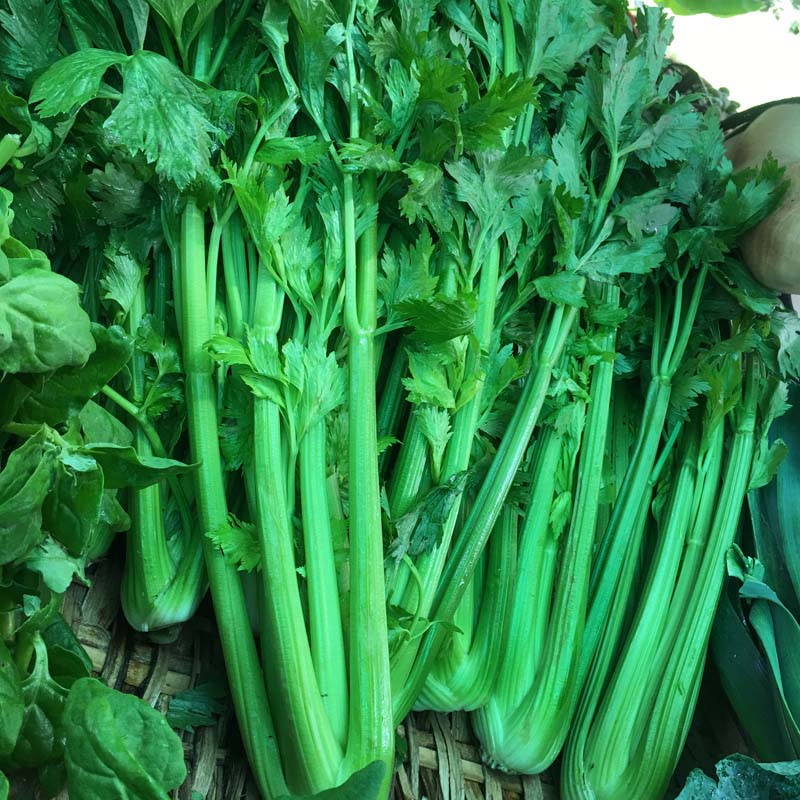 Celery/Apio (kg)