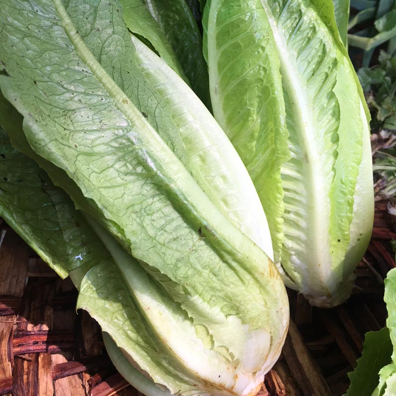 Lettuce romain/Lechuga romana (Unidades)