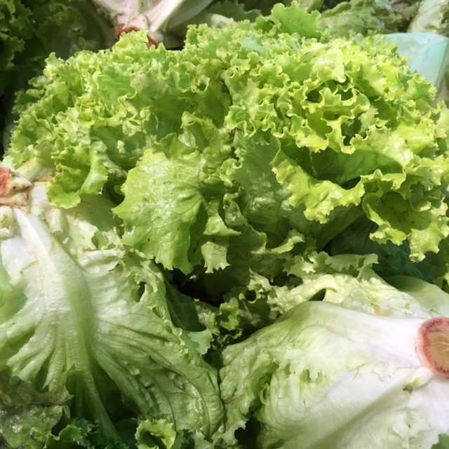 Lettuce american/Lechuga americana (Unidades)