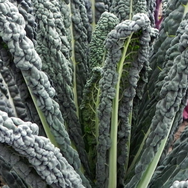 Kale (Dark Kale) (Unidades)