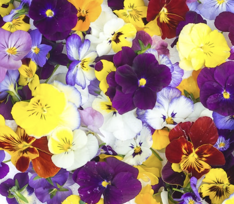 Edible flowers/Flores comestibles (Unidades)