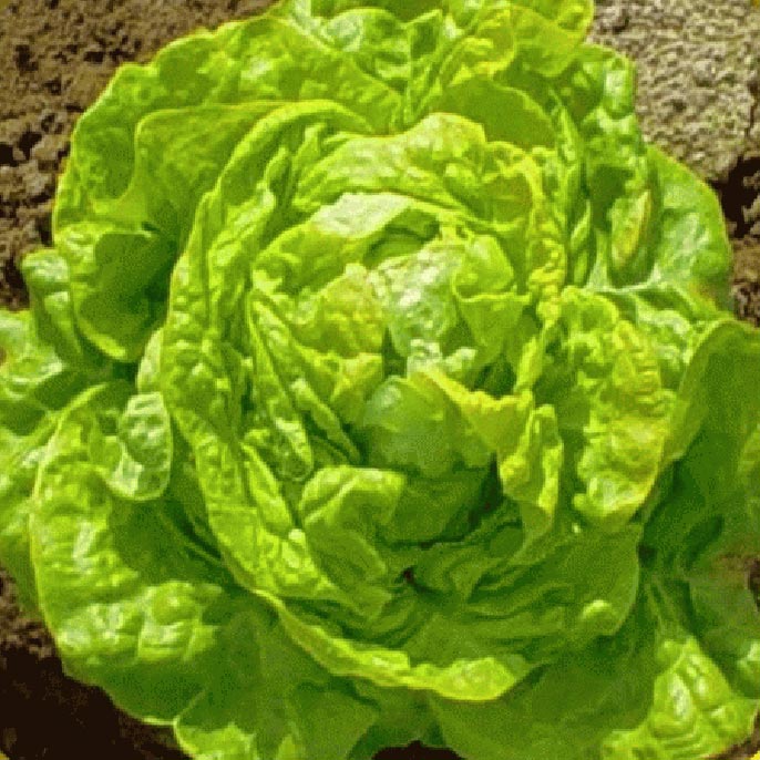 Lettuce boston/Lechuga boston (Units)