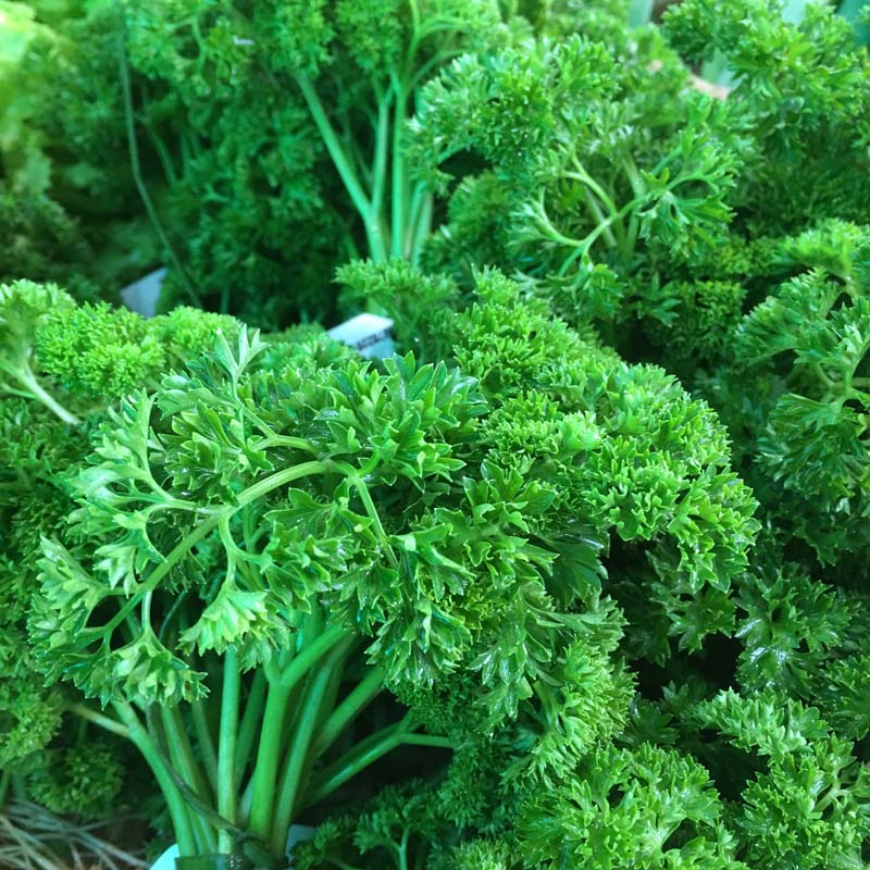 Parsley curly/Perejil crespo (Units)