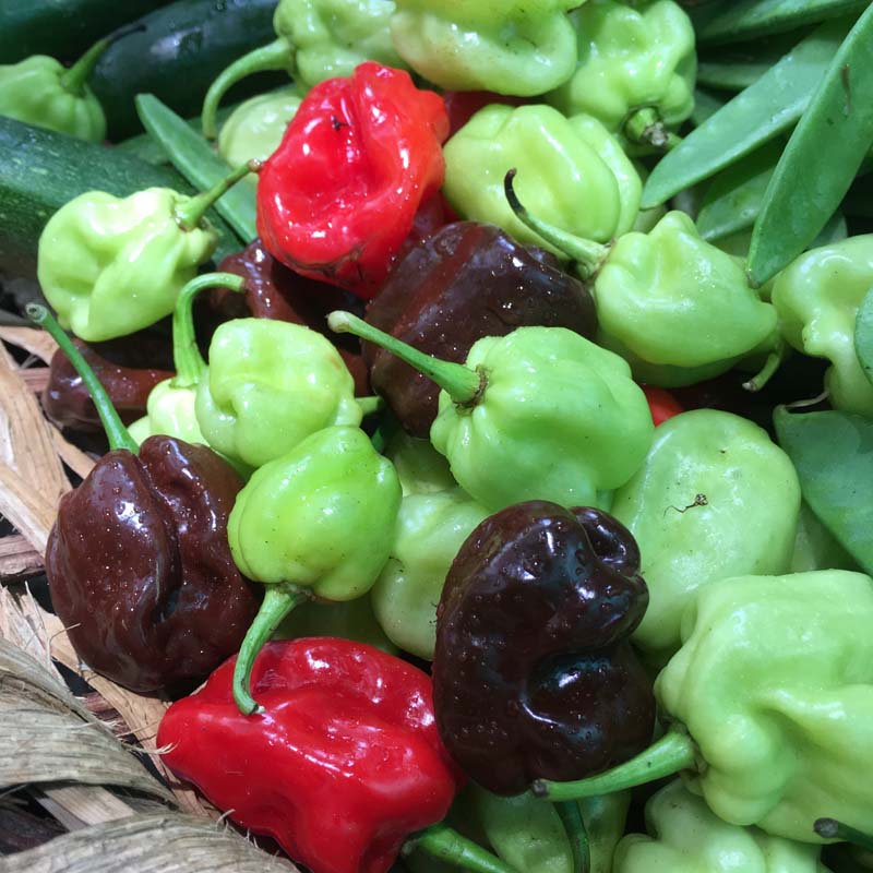 Hot peppers/Chile picante (kg)