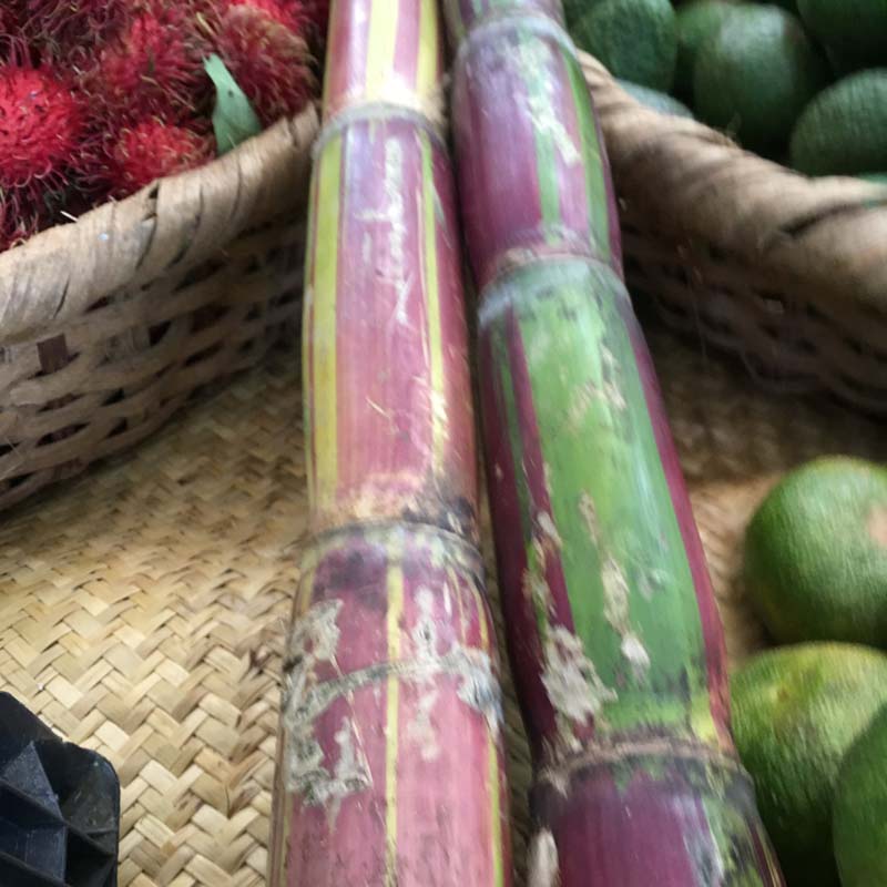 Sugar cane/Caña (kg)