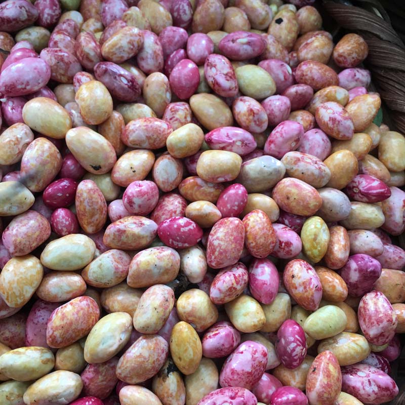 Fresh pinto beans/Frijol pinto fresco (Unidades)