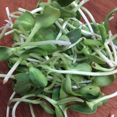 Sprouts sunflower/Brotes girasol (ELIMIINAR) (Unidades)