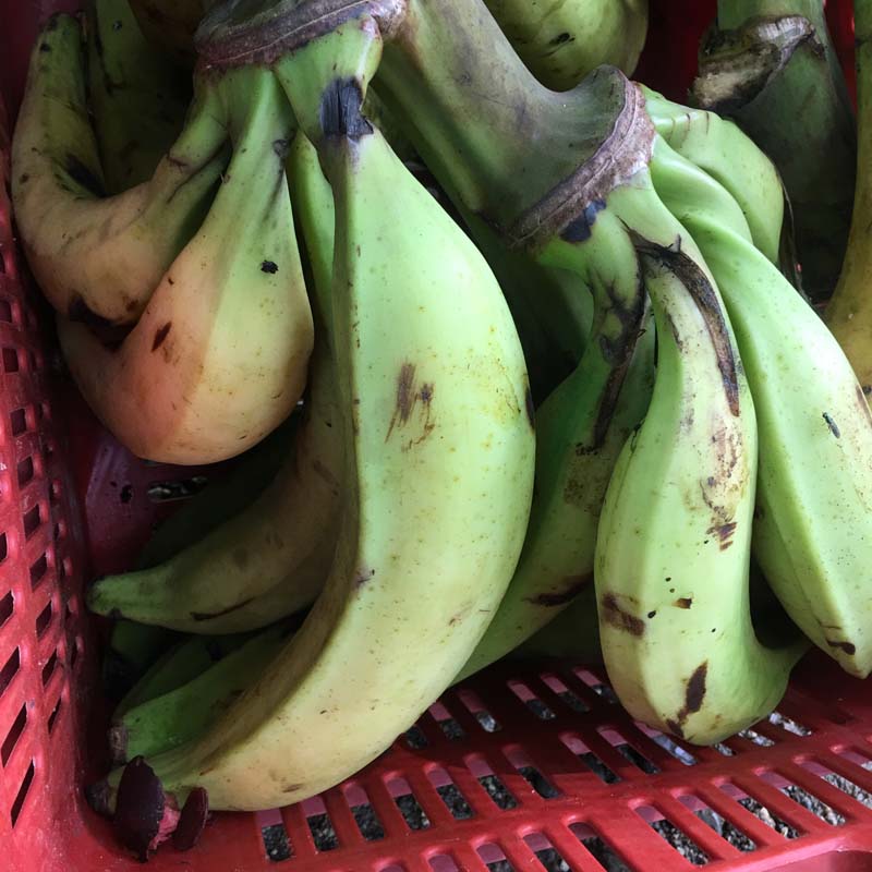 Plantain/Platano (Unidades)