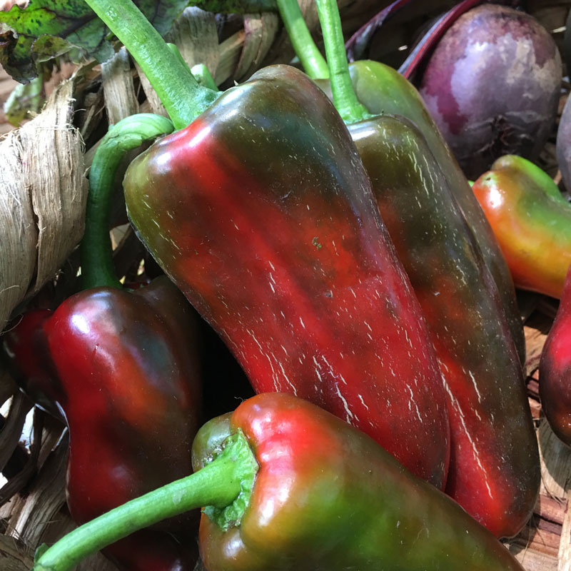 Pepper bell/Chile dulce (Units)