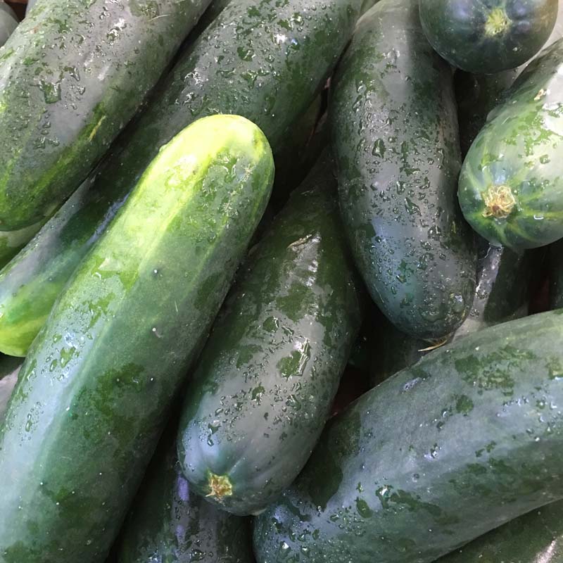 Cucumber/Pepino (kg)