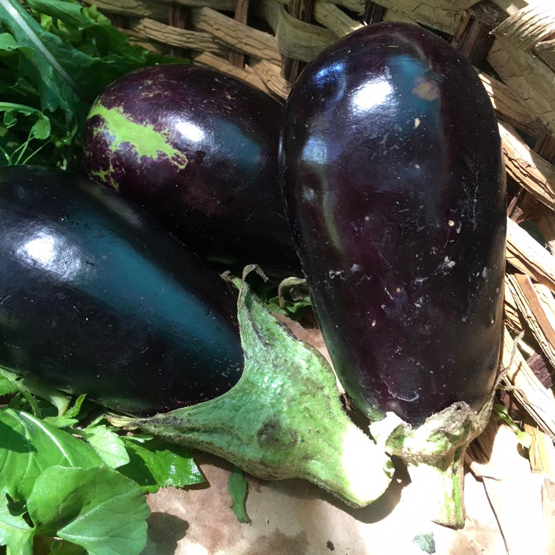 Eggplant/Berengena (Unidades)