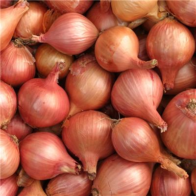 Onion (white)/Cebolla blanca (kg)