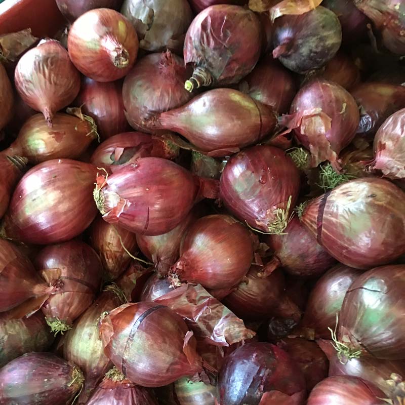 Onion (purple)/Cebolla morada (kg)