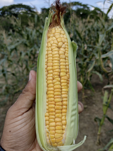 Sweet corn/Maiz dulce (Units)