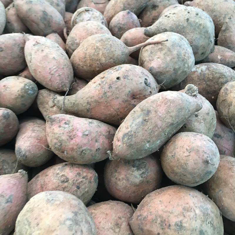 Sweet potato/Camote (kg)