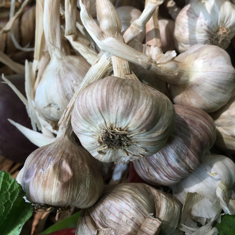 Garlic/Ajo (Kg) [archived]