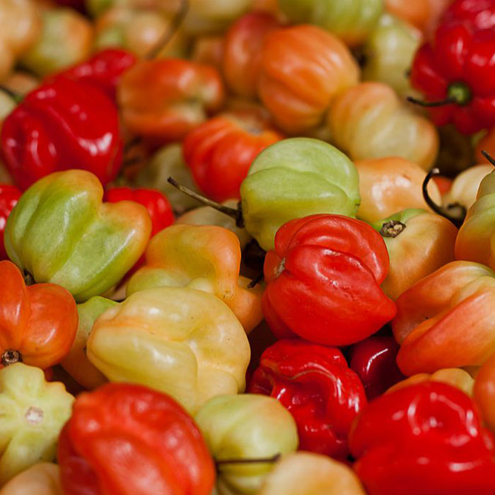 Pepper Panama /Chile Panameño (Units)