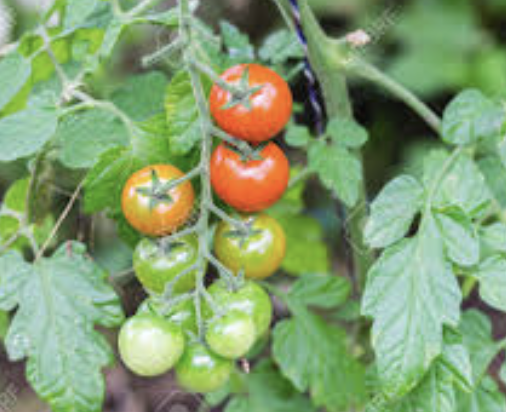 [59] Tomate Cherry  (kg)