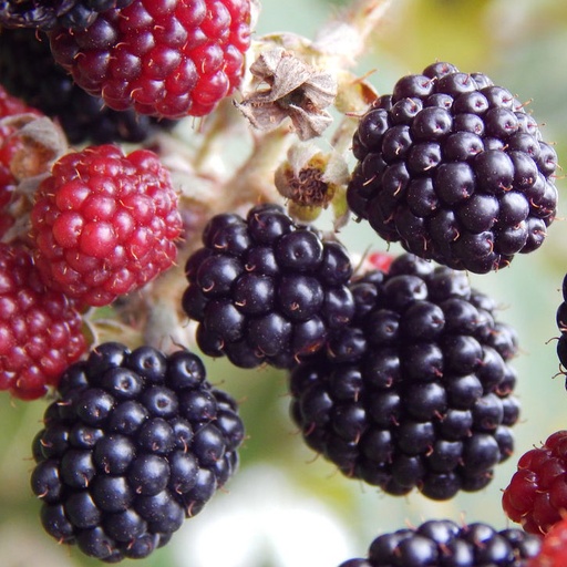 [145] Blackberries/Moras (Unidades)