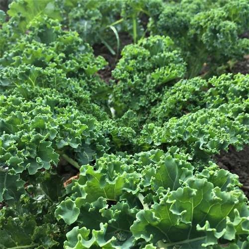 [25] Kale (Curly Kale) (Units)