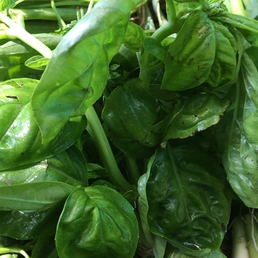 [64] Basil/Albahaca (Unidades)