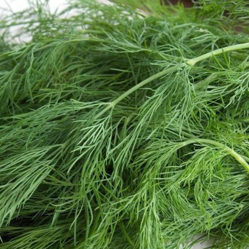 [herbs-040] Dill/Eneldo (Unidades)