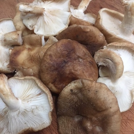 [108] Mushroom oyster/Hongo ostra (Units)