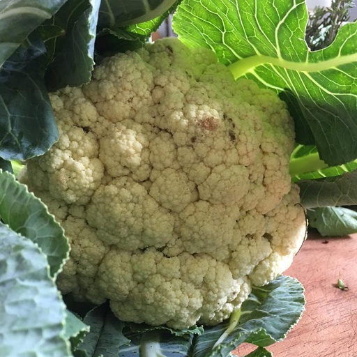 [cveg-140] Cauliflower/Coliflor (Unidades)