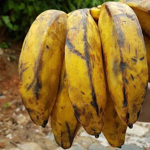 [cveg-310] Plantain square/Platano cuadrado (Unidades)